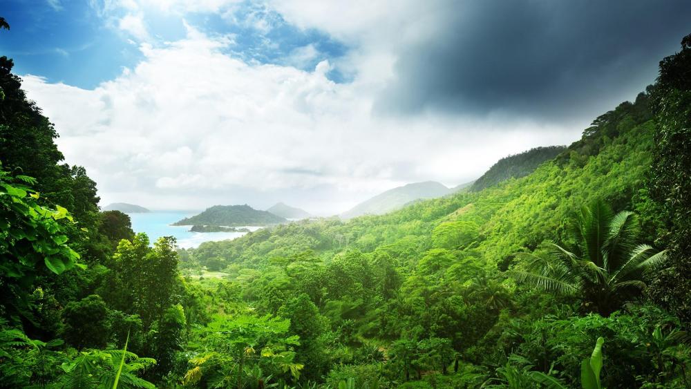 Jungle in Praslin, Seychelles   wallpaper