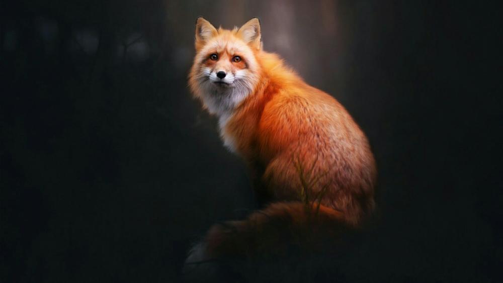 Red fox  wallpaper