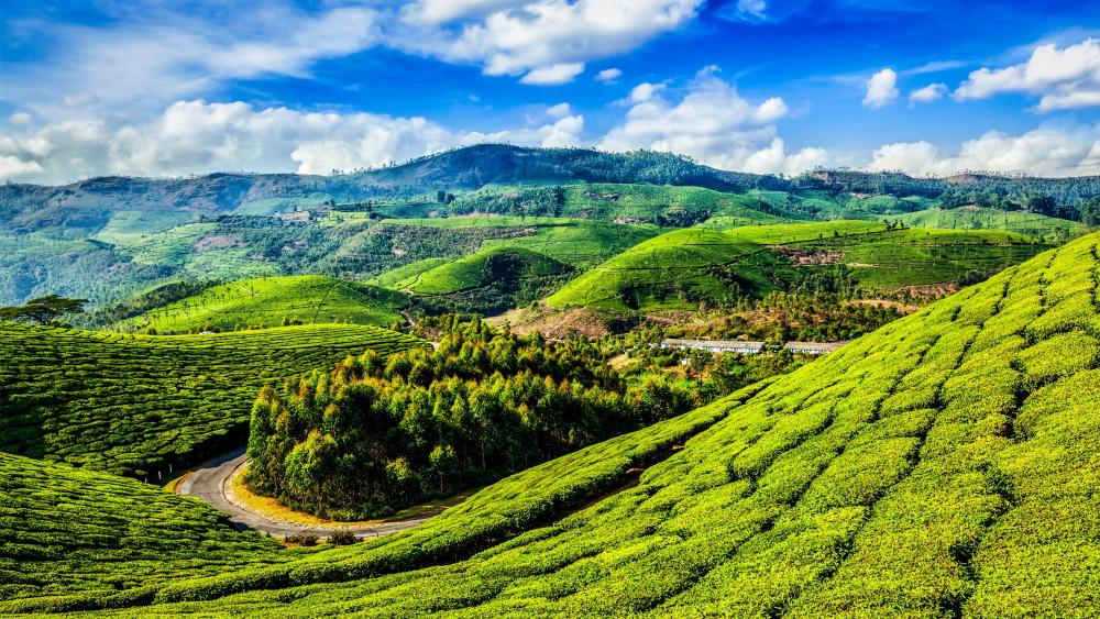 Hill slopes with tea plantations - India wallpaper