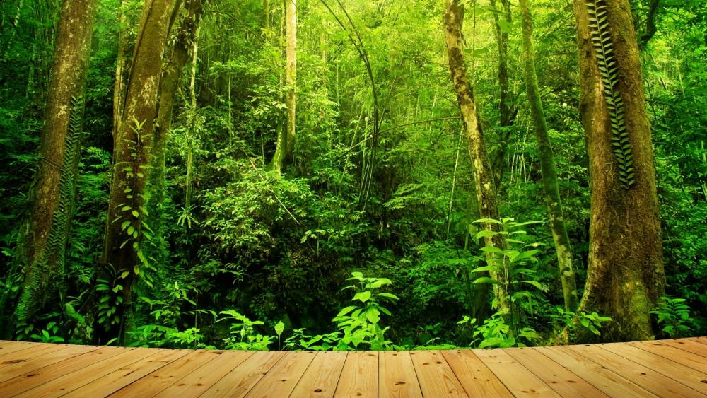 Tropical rainforest - Borneo, Malaysia wallpaper
