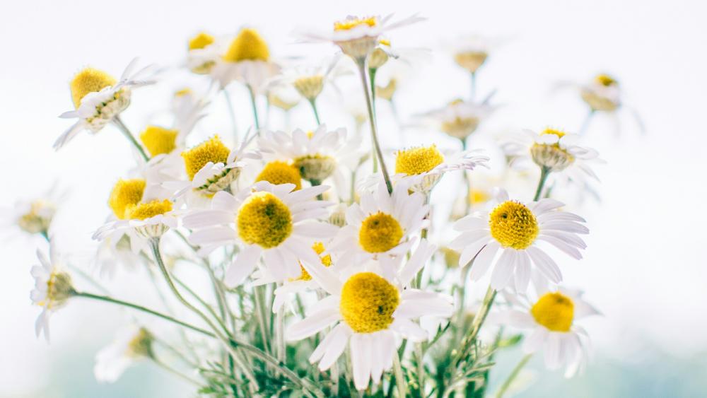 Camomile bouquet  wallpaper