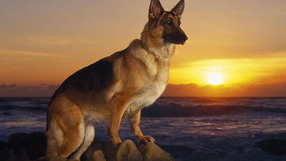 German Shepherd dog in the sunset wallpaper