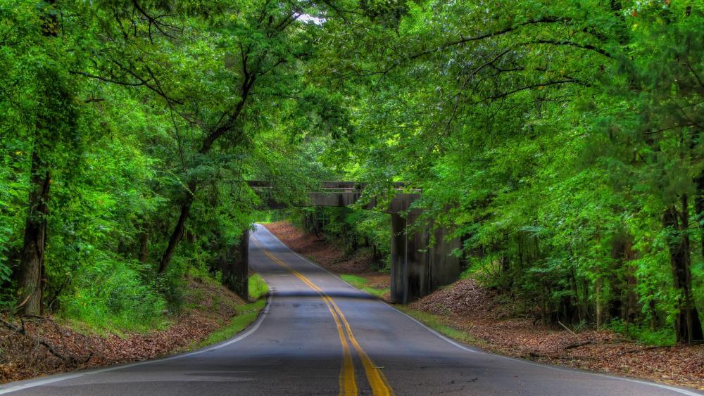 Tree-Lined road  wallpaper