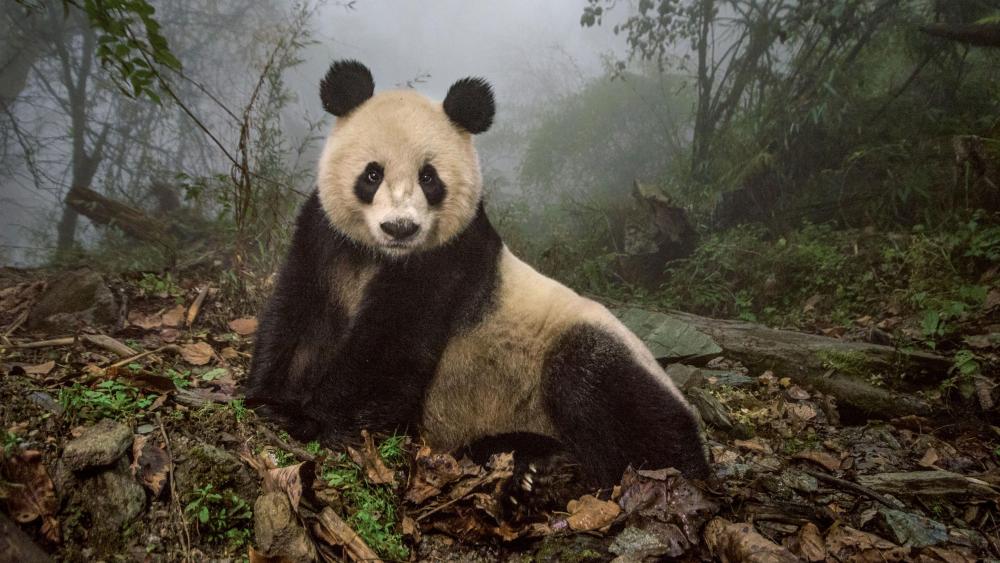 Wolong Giant Panda Nature Reserve - China wallpaper