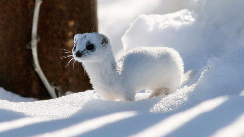 Stoat in the snow wallpaper