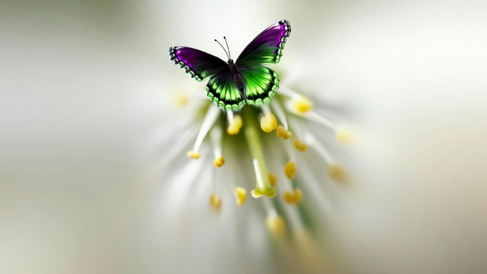 Colorful butterfly image wallpaper