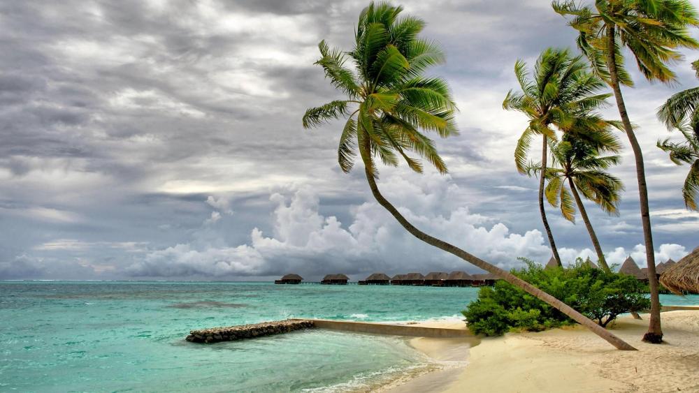 Palms on the beach  wallpaper