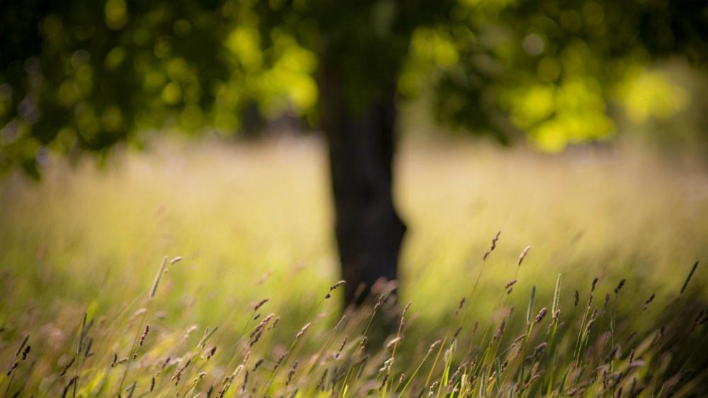 Grass field with a blurry tree wallpaper