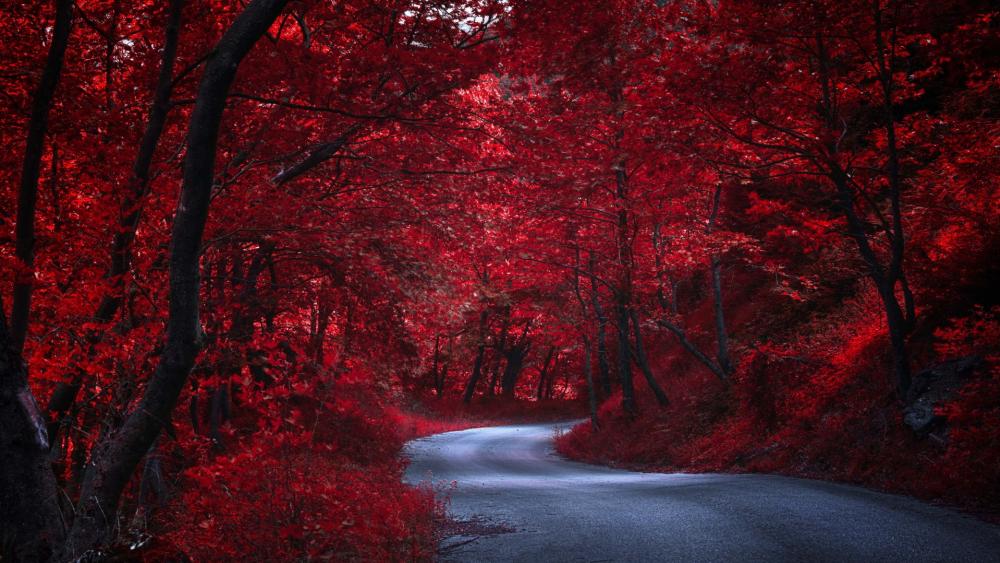 Road in the red forest wallpaper