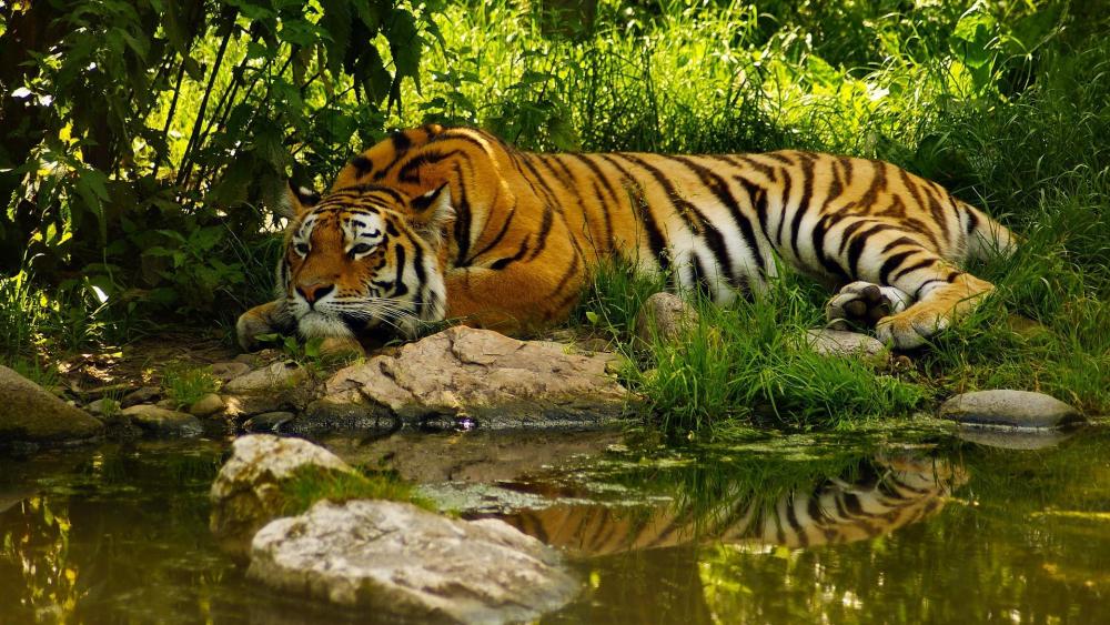 Tiger at Sundarban National Park wallpaper