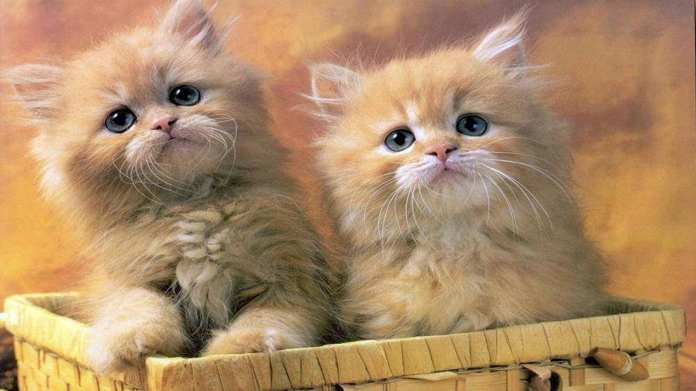 Small kittens wallpaper