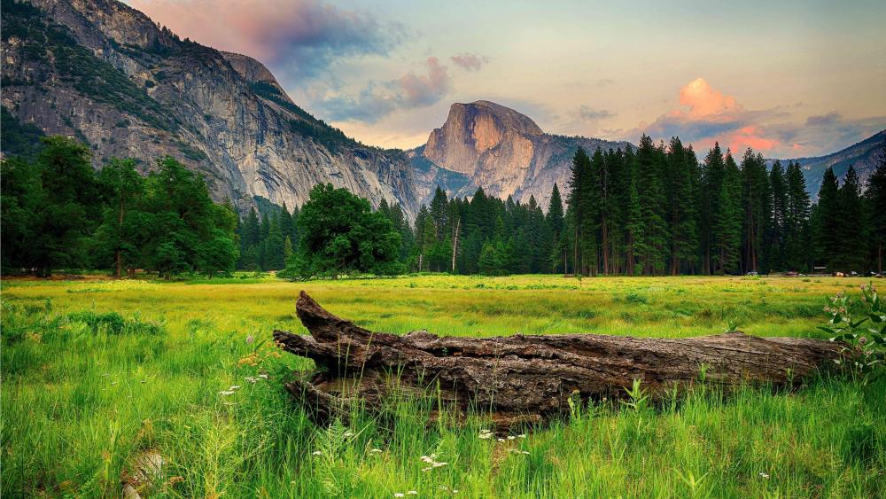 Half Dome from the Ahwahnee Meadow, Yosemite Valley wallpaper