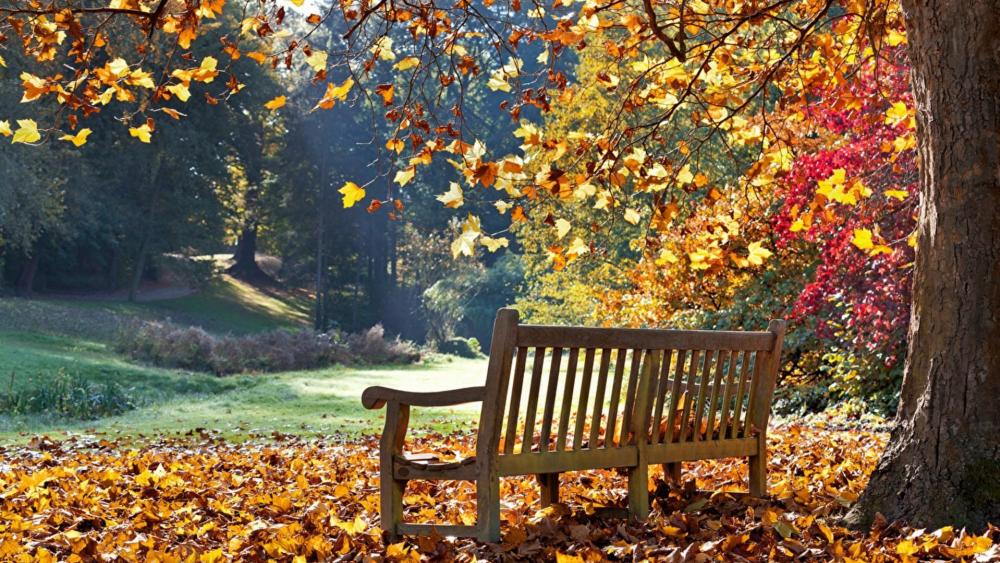 Bench in the autumn park wallpaper