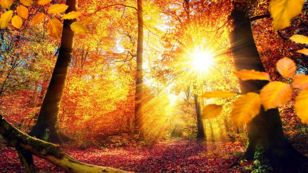 Sunbeams in the autumn forest  wallpaper