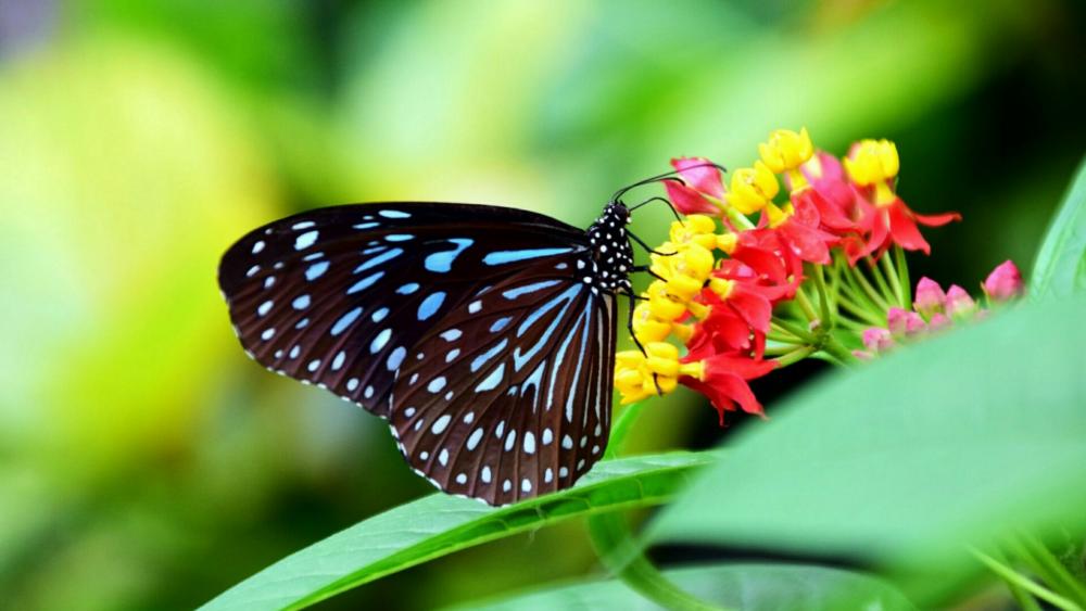 Dark butterfly on the flower - Macro photography wallpaper