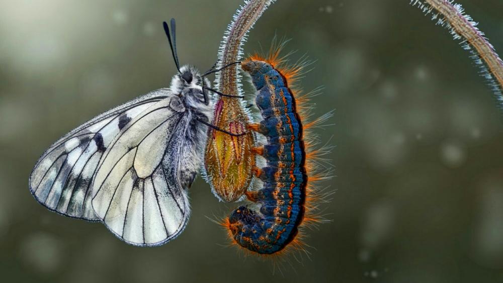 Butterfly and Caterpillar wallpaper