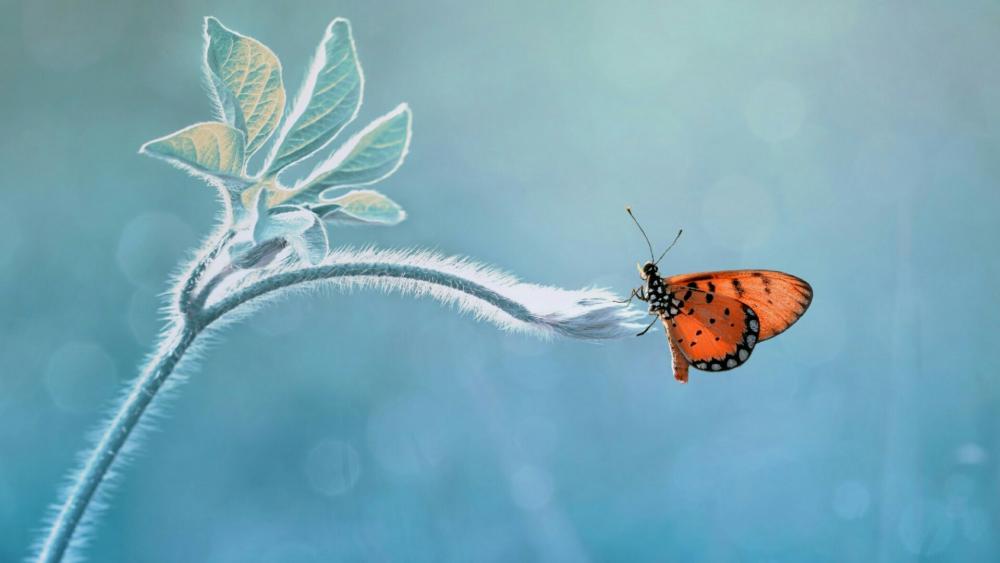 Beautiful butterfly - Macro photography wallpaper