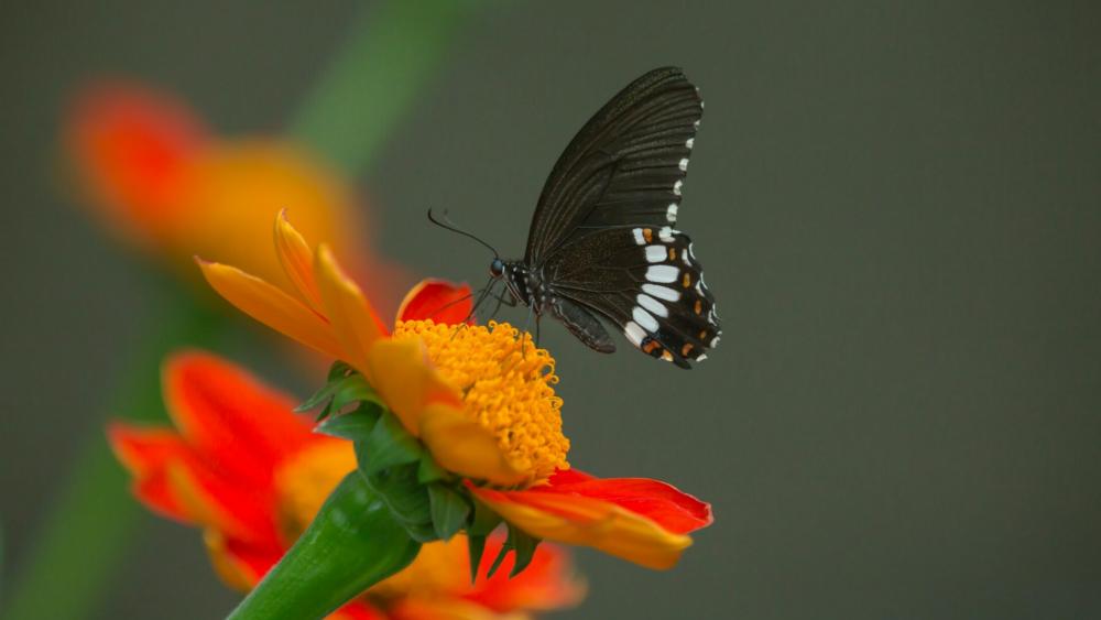 Black butterfly on a flower - Bokeh photography wallpaper