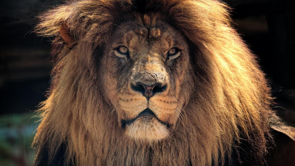 Amazing lion wallpaper