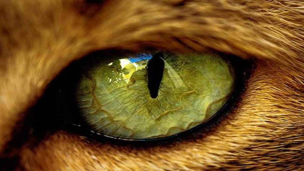 Beautiful eye of a cat wallpaper