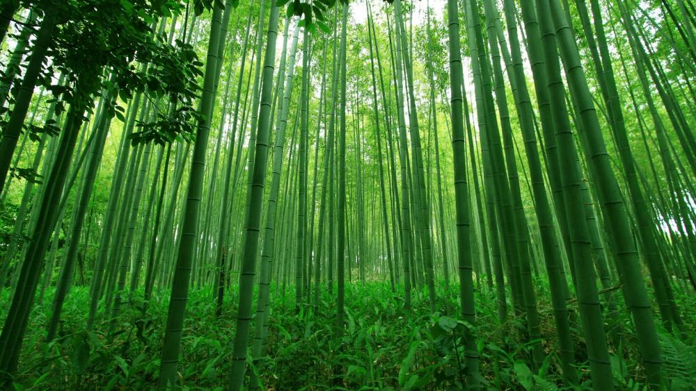 Bamboo forest wallpaper