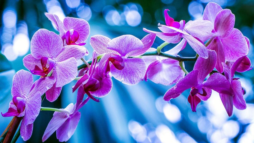 Phalaenopsis Orchid wallpaper