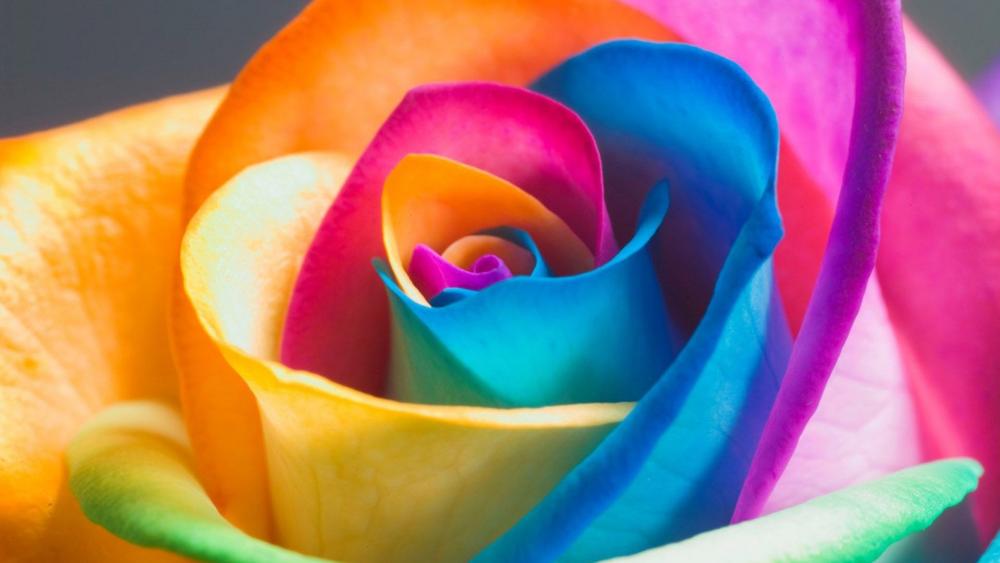 Rainbow rose wallpaper