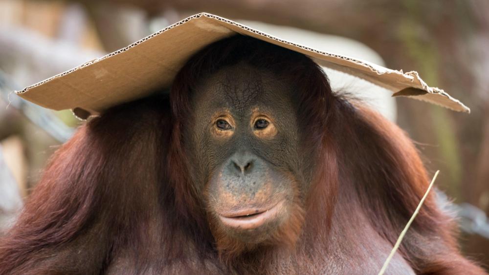 Cute orangutan - Wild animal photography wallpaper
