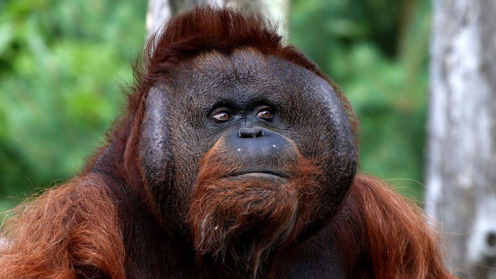 Bornean Orangutan wallpaper