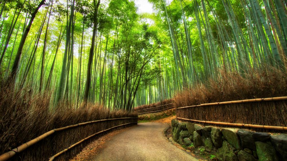 Arashiyama Bamboo Grove - Kyoto, Japan wallpaper