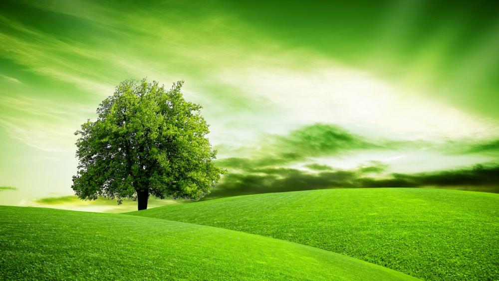 Green hillside field with a lone tree wallpaper