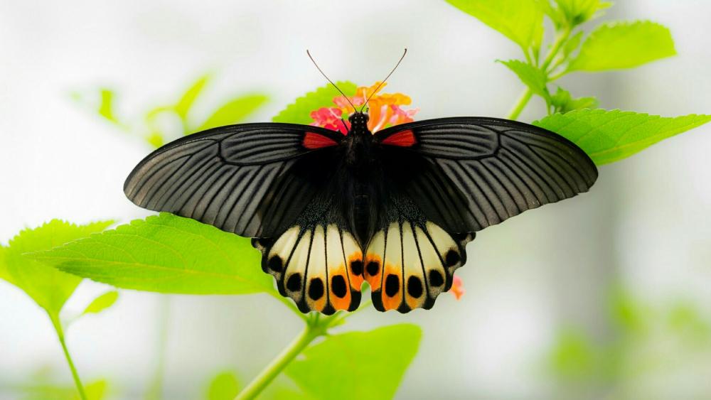 Beautiful dark butterfly - Macro photography wallpaper