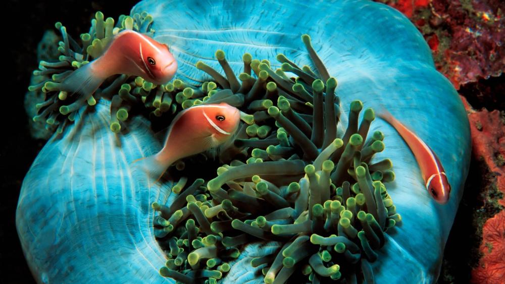 Clownfish & sea anemone wallpaper