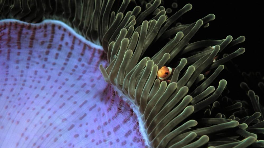 Sea anemone with a clownfish wallpaper