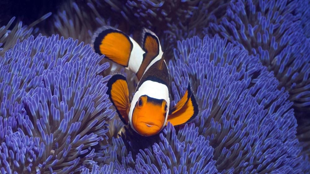 Clownfish - Underwater photography wallpaper