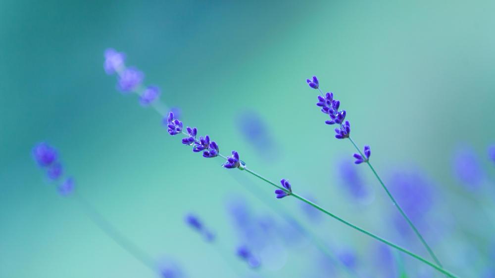 Close up Lavender wallpaper