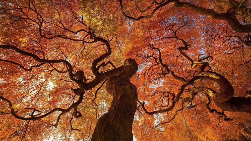 Autumn tree   wallpaper