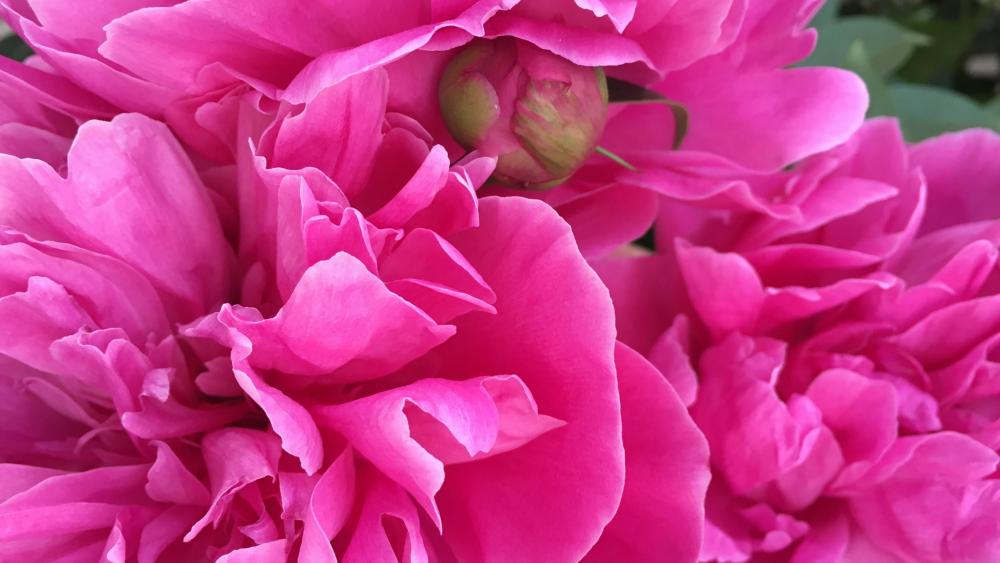 Centifolia roses wallpaper
