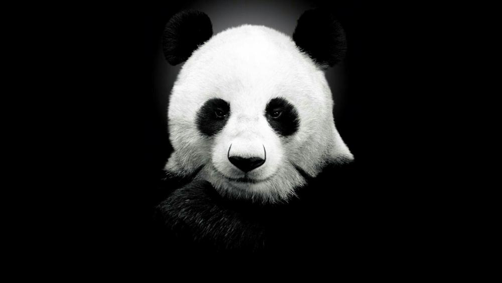 Cute panda face wallpaper