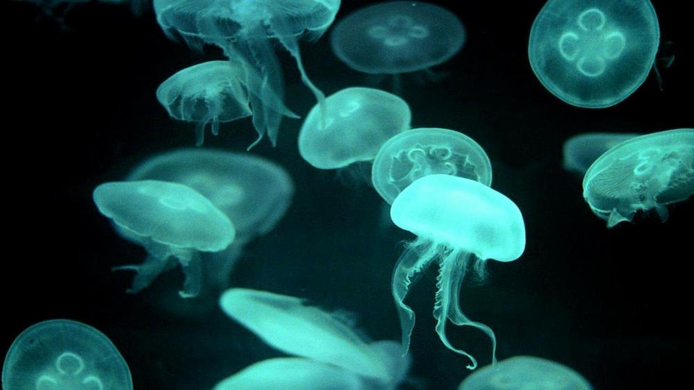 Green jellyfishes wallpaper