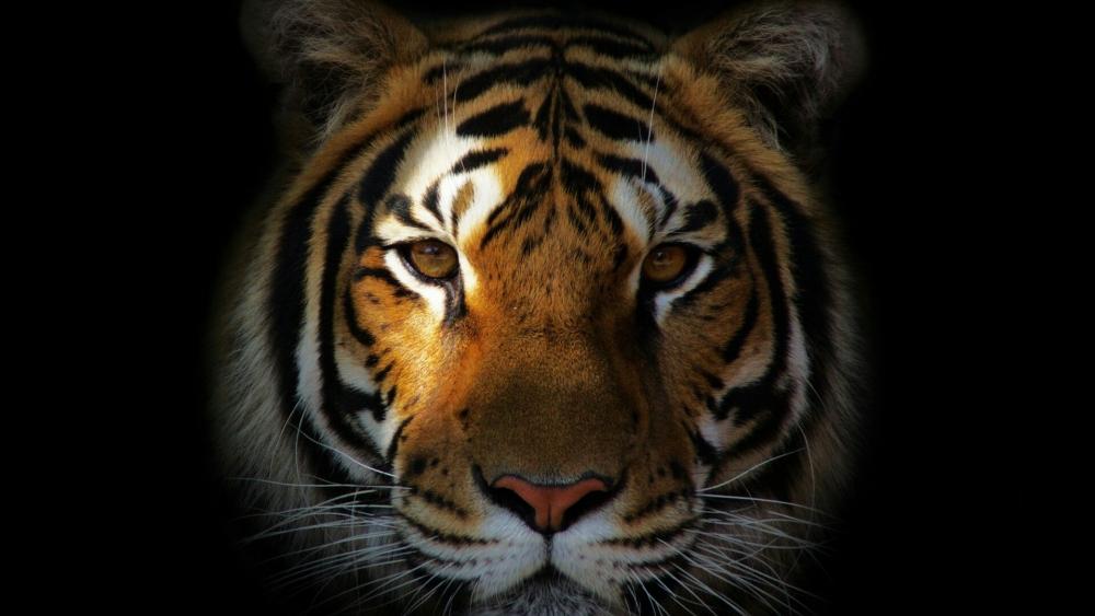 Tiger face wallpaper
