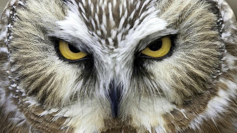 Owl look - Close-up photography wallpaper