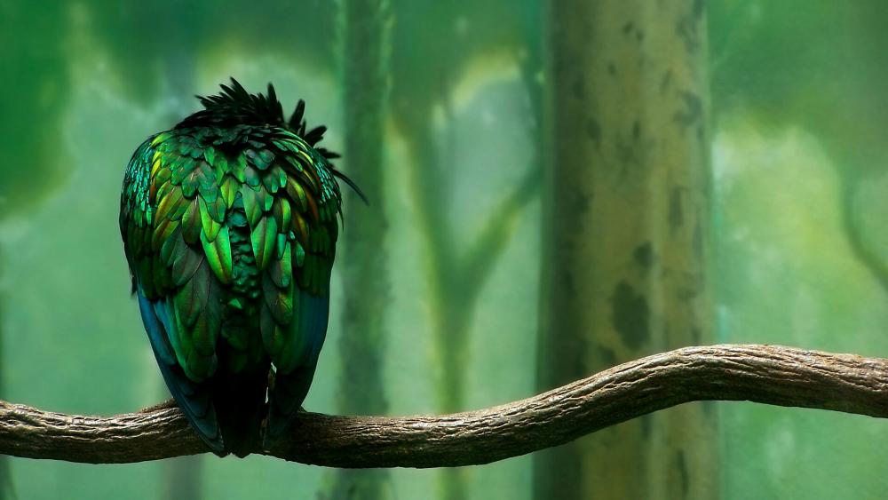 Green Bird -  Fantasy Art wallpaper