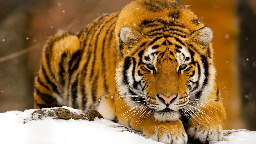 Siberian Tiger in the snow wallpaper