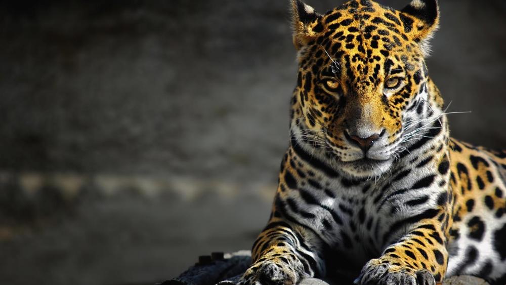 Beautiful jaguar wallpaper