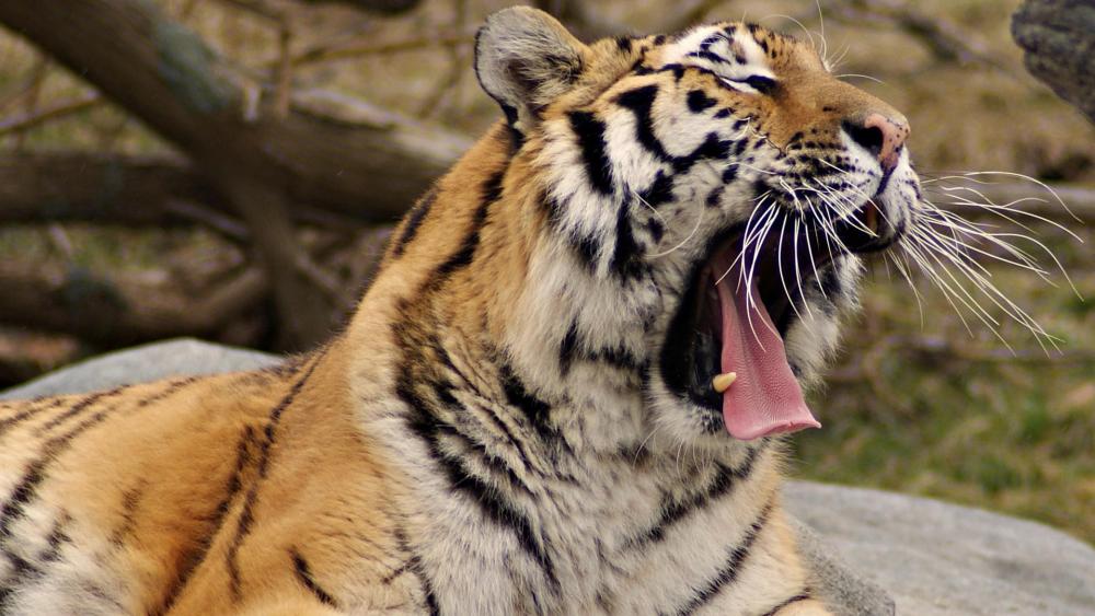 Yawning Tiger wallpaper