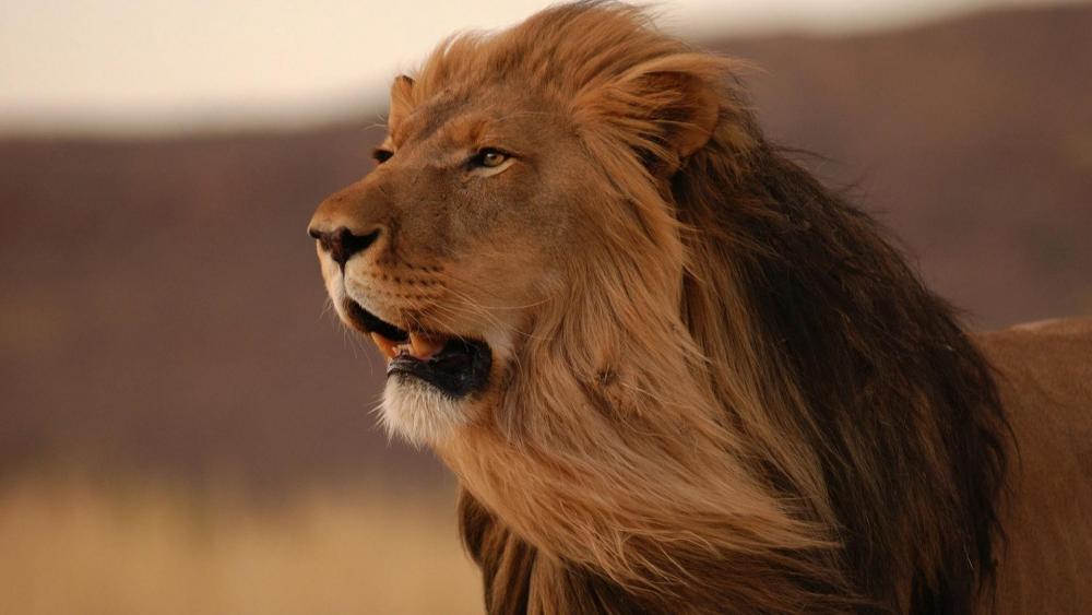 Masai lion in the wind wallpaper