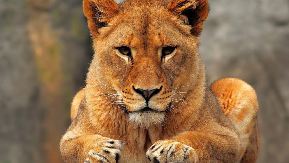 Female lion wallpaper