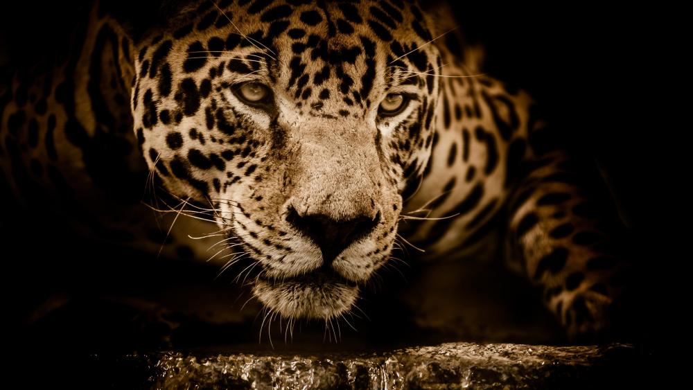 Wonderful jaguar wallpaper
