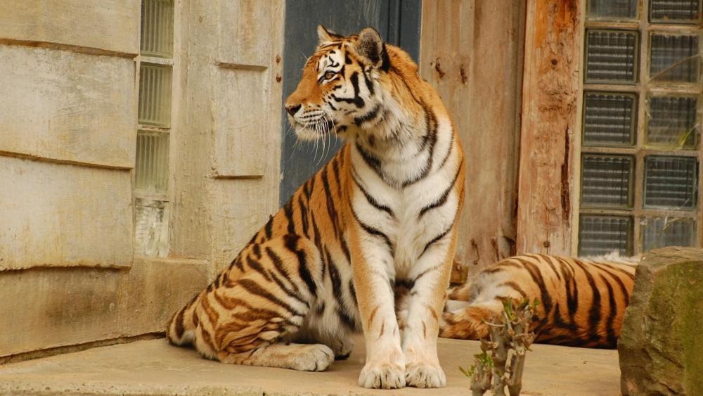 Sitting Tiger wallpaper